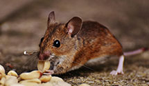 24 Hour & Emergency Exterminators in Troy, OH